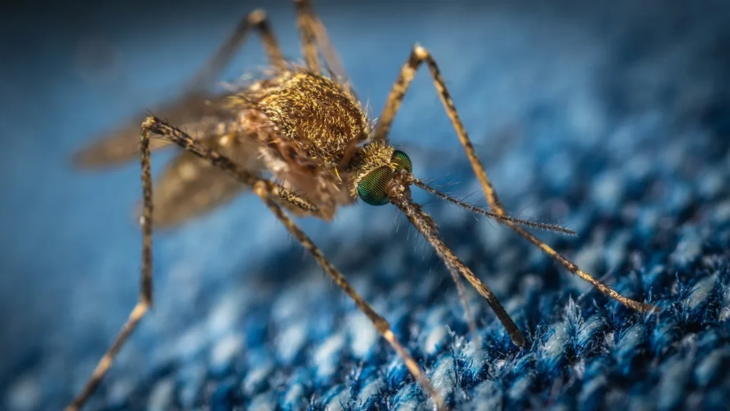 Malaria Reported After Releasing GMO Mosquitos; EPA Wants More Infected States